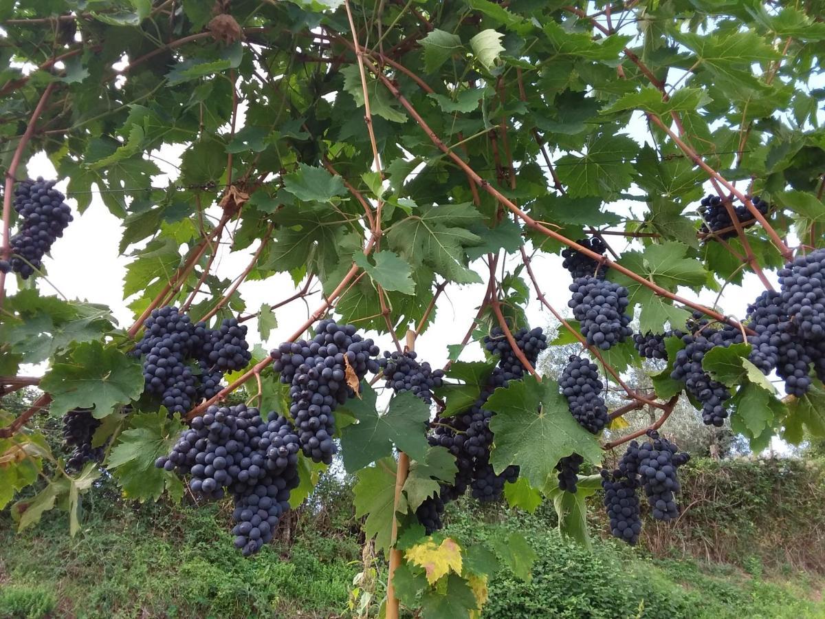 Agriturismo Podere Somigli Di Lorenzo Correani Otel Greve in Chianti Dış mekan fotoğraf